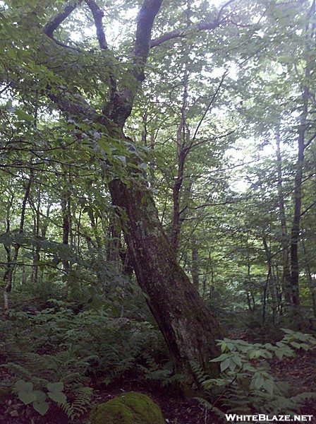 Forest at End of Stony Ledge, Mt. Greylock State Reservation, Massachusetts, July 3, 2011