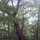 Forest at End of Stony Ledge, Mt. Greylock State Reservation, Massachusetts, July 3, 2011