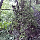 Deer Hill Trail, Mt. Greylock State Reservation, Massachusetts, July 3, 2011