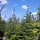 Forest Just Below Alpine Zone Along Boott Spur Trail