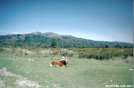 Pony at Grayson Highlands by Pennsylvania Rose in Trail & Blazes in Virginia & West Virginia