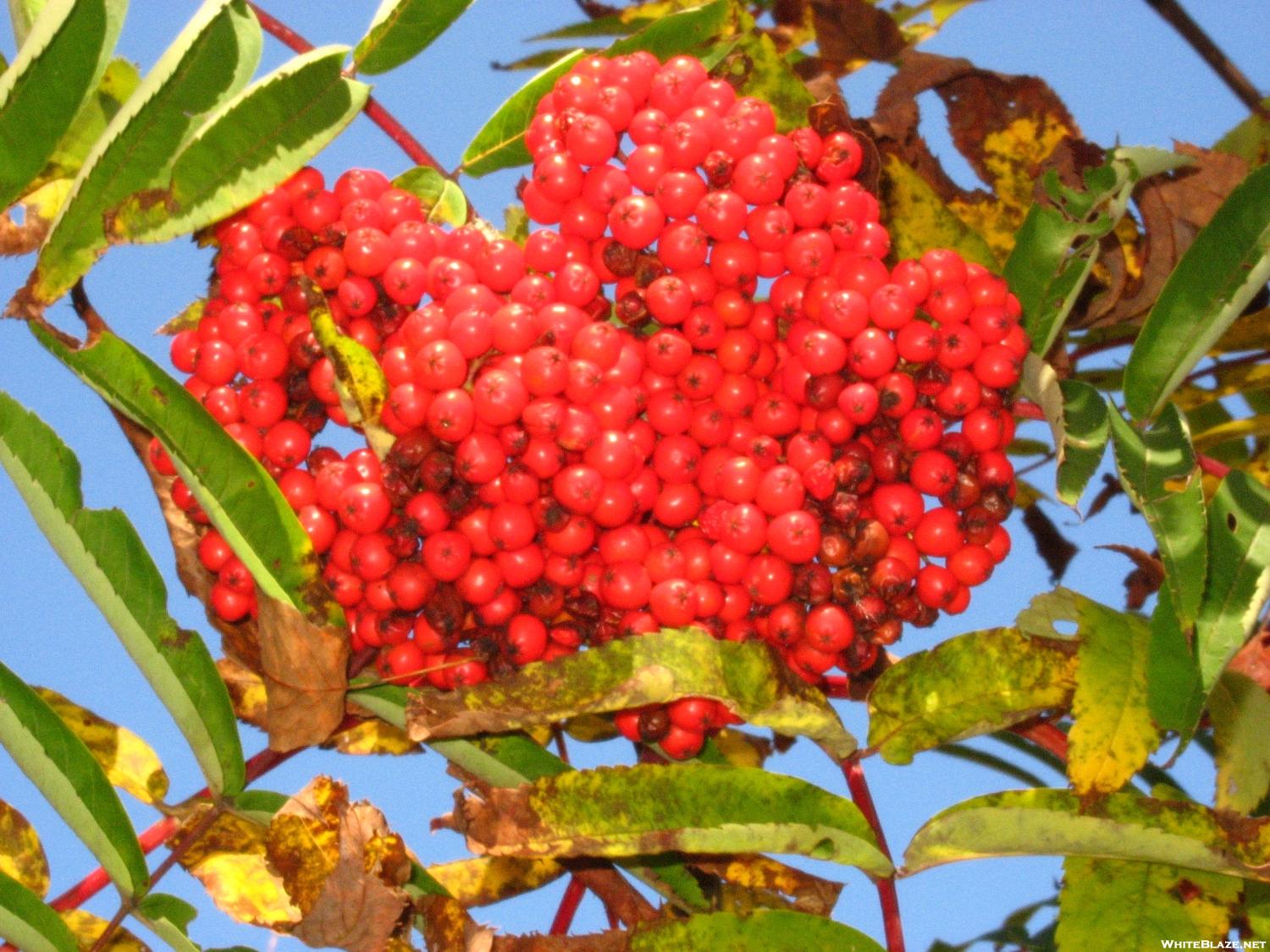 Mountain Ash