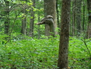 This Portion Of The Trail Is Sponsored By Aflac by Alpine Jack in Views in Georgia