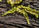 At Section Of Dicks Creek To Winding Stair Gap