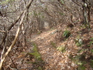 At Section Of Dicks Creek To Winding Stair Gap by Alpine Jack in Trail & Blazes in North Carolina & Tennessee