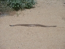 Rattle Snake