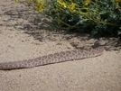 Rattle Snake by boarstone in Snakes