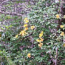 Mt. Albert by Buffalo Skipper in Day Hikers