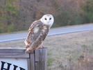 Bucks Pocket, Alabama by The Counselor in Birds