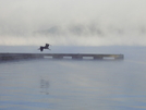 Lake Guntersville, Alabama by The Counselor in Birds