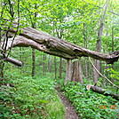 giant shark takes bite out of the trail by mrcoffeect in Trail & Blazes in North Carolina & Tennessee