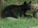 Black Bear by Lobo in Bears