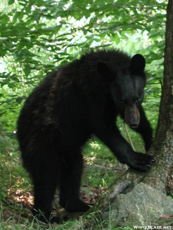 Black Bear