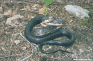Black Rat Snake by Lobo in Snakes