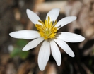 Bloodroot by Lobo in Flowers