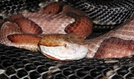 Copperhead by Lobo in Snakes