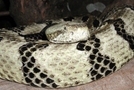 Rattlesnake by Lobo in Snakes