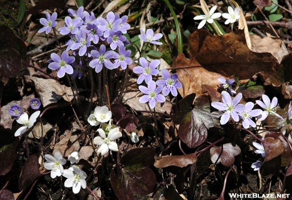 Hepatica