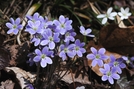 Hepatica by Lobo in Flowers