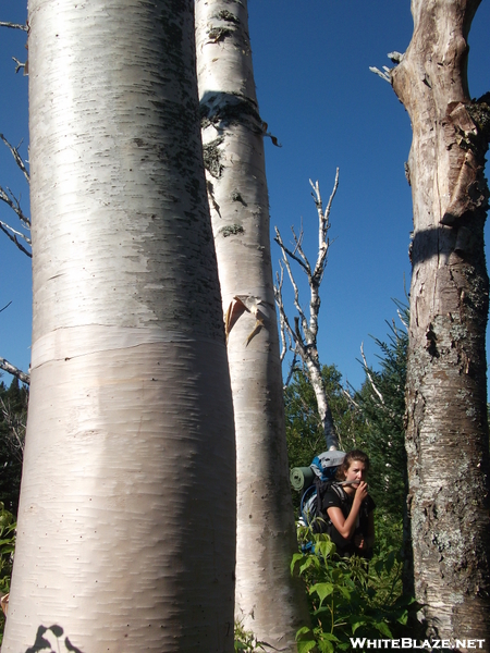 White Birch On Cascade Mountain