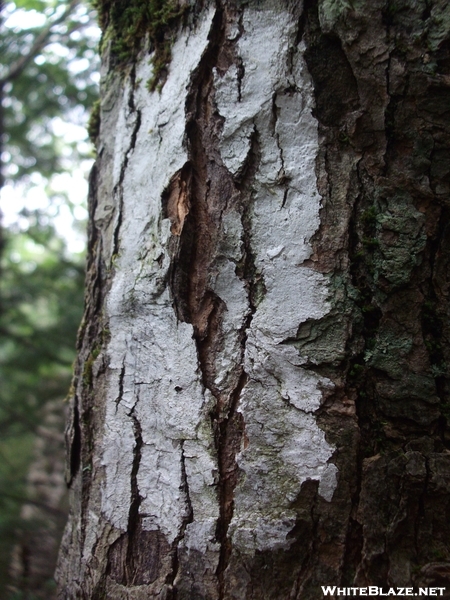 White Blaze near Ripley Falls