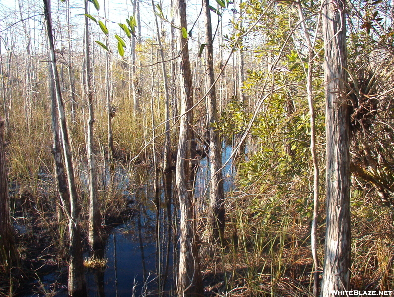 Big Cypress