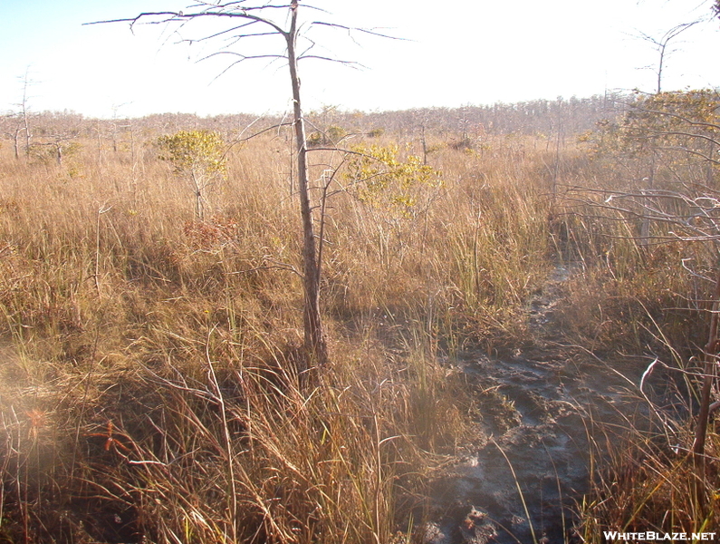 Big Cypress