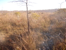 Big Cypress by elvisandedgar in Florida Trail