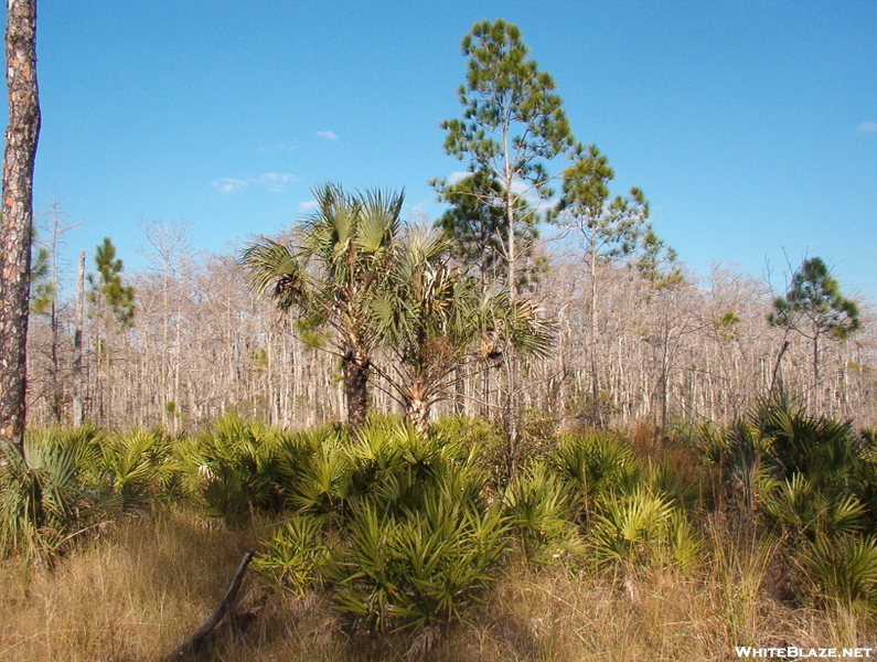 Big Cypress