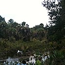 Bull Creek by elvisandedgar in Florida Trail