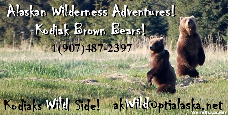 Kodiak Island Alaska Coastal Brown Bears