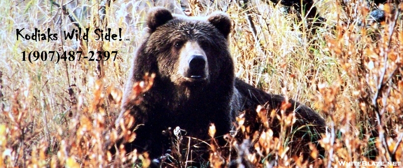Interior Alaska Grizzly Bear