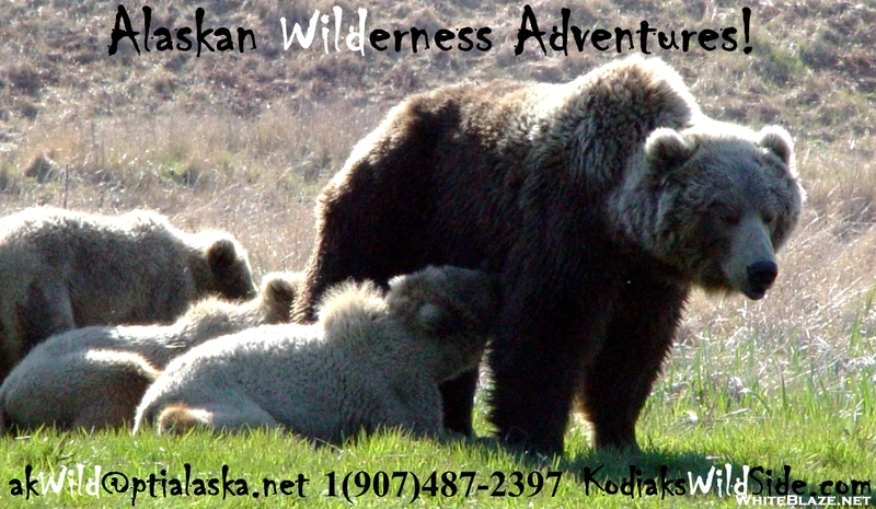 Kodiak Island Brown Bears