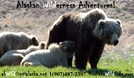 Kodiak Island Brown Bears by Kodiaks Wild Side! in Members gallery