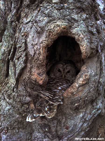 Owl In Knothole