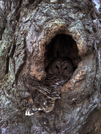 Owl In Knothole by LDog in Members gallery