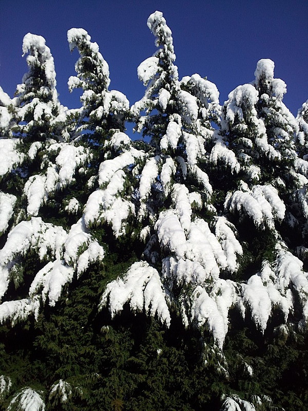 snow on the trail