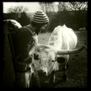 Hiking With The Longhorns