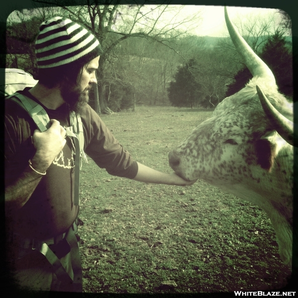 Hiking With The Longhorns