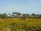 Edward W. Chance Reserve  Coker Prairie Tract