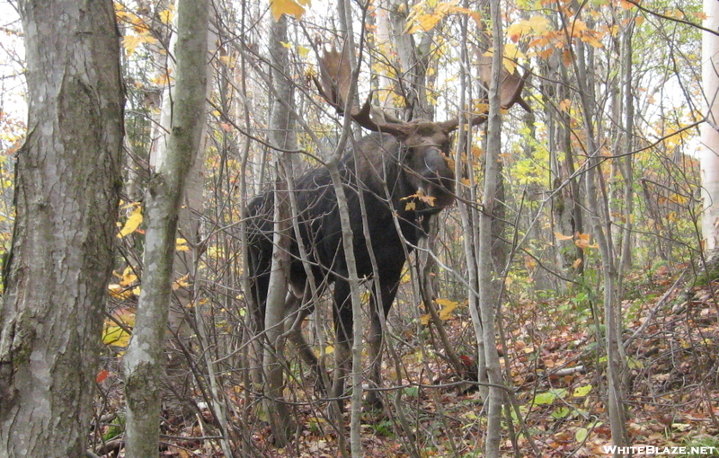 New Hampshire - Mostly