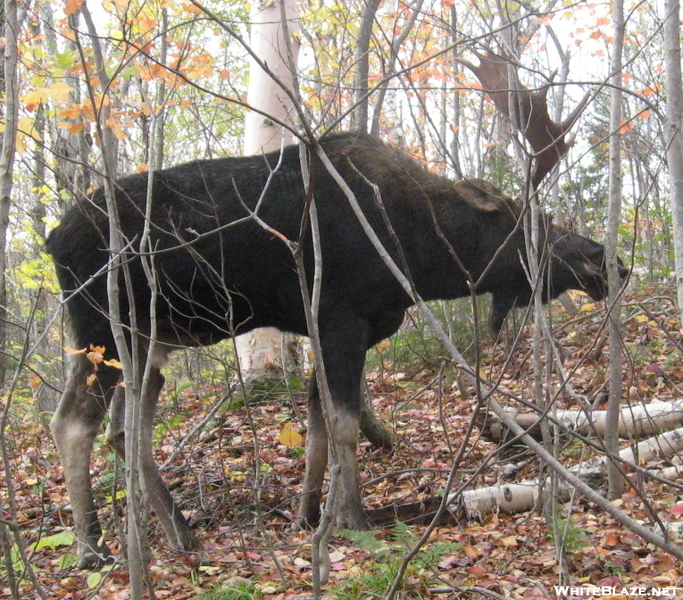 moose oct 82010 725494