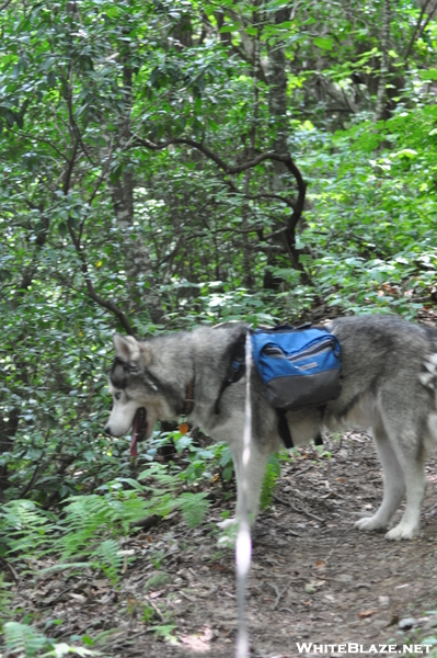 Blood Mountain Wilderness