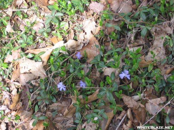 Spring flowers