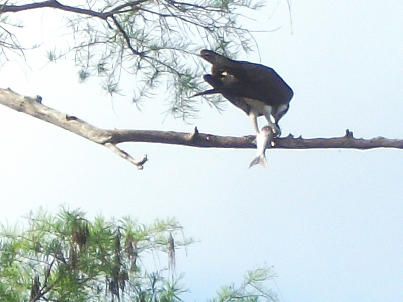 Feeding Osprey