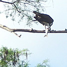 Feeding Osprey by atmilkman in Birds