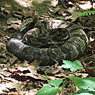 Pinhoti Pete by atmilkman in Snakes