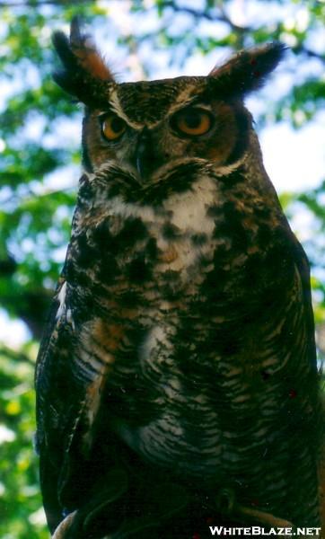Long Earred Owl