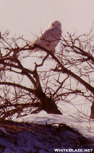 Snowy Owl