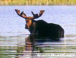 Moose look.